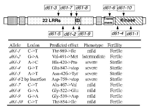 File:The mutation positions of the 10 d61 alleles.png