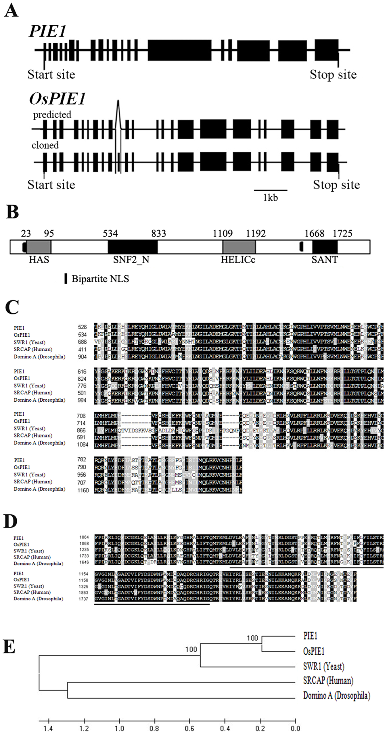 OsPIE1Figure1.png