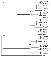 Gene structure and characterization of OsPIN1(2).jpg
