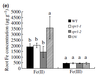 Fig.6e.jpg