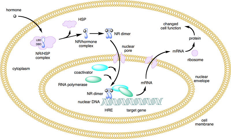 File:800px-Nuclear receptor action.png