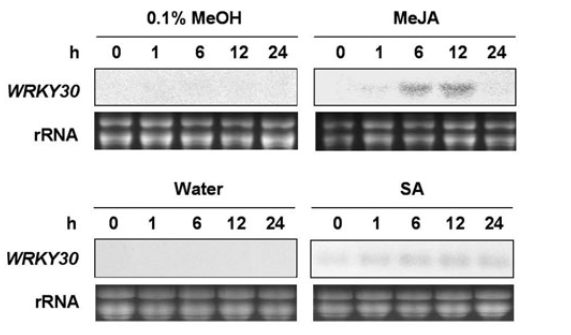 File:Fig.5.png