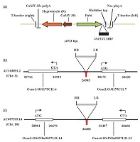 Schematic map of integrated T-DNA insertion site in rice genome.jpg