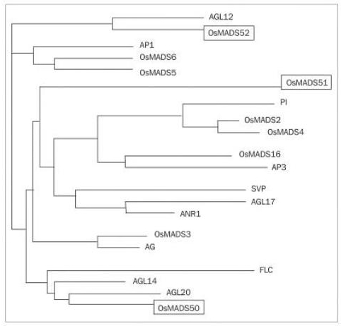File:Dendrigram.jpg