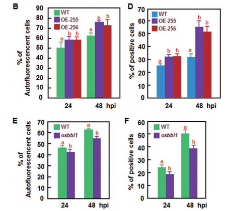 Figure5B 5D 5E 5F.jpg