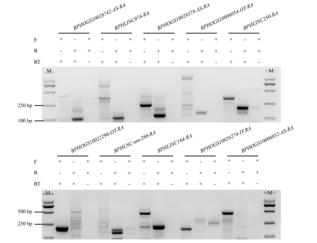 IC4R007-lncRNA-2015-26437919-f2a.png