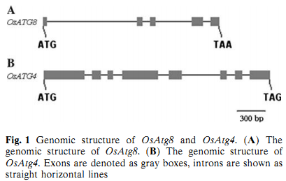 File:FF figure1.png
