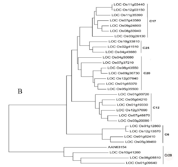 Phylogenetic tree of MYB proteins.jpg