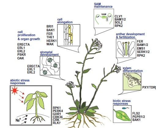 File:RLKs Overview1.jpg