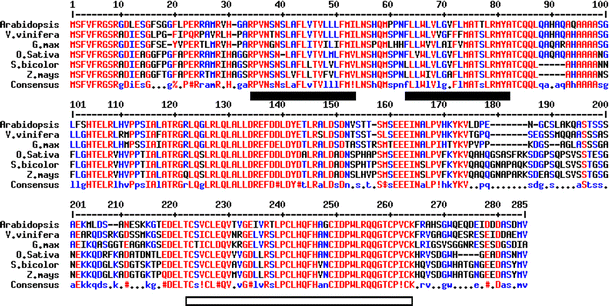 Alignment of peptide sequences of plant SDIR1 homologs. Amino acid sequence analysis of Arabidopsis SDIR1 with putative homologous proteins from V. vinifera (CBI31650.3), Glycine max (ACU20874.1), O. sativa (ABF95226.1), Z. mays (NP_001131833), and S. bicolor (XP_002468109.1).