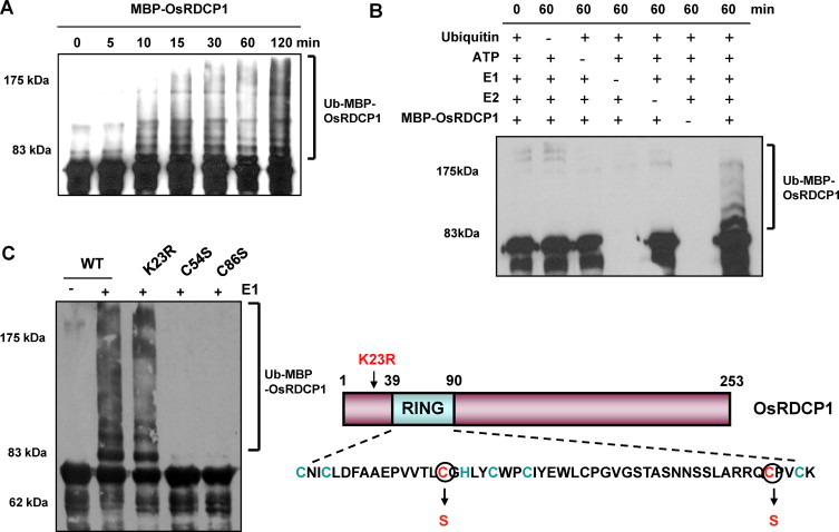 File:1-s2.0-S0168945211000641-gr4.jpg
