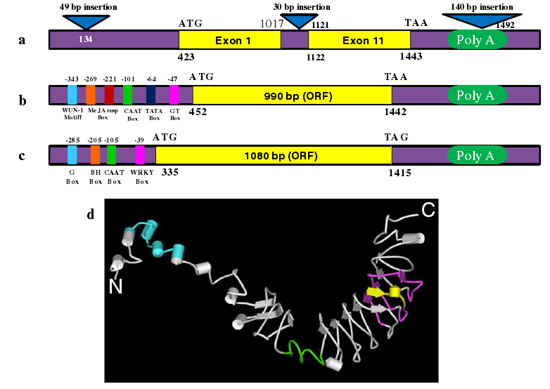 Structural components of Pi54 orthologues..png