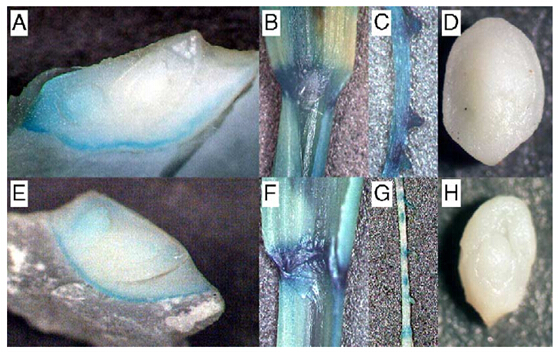 File:Tissue-specific GUS activities in the OsSERK1-GUS rice plants.jpg
