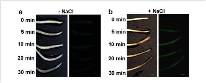 File:OsGR2 Fig.03.png