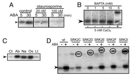 Fig. 2. Properties of AREB1 protein fragment phosphorylation.jpg