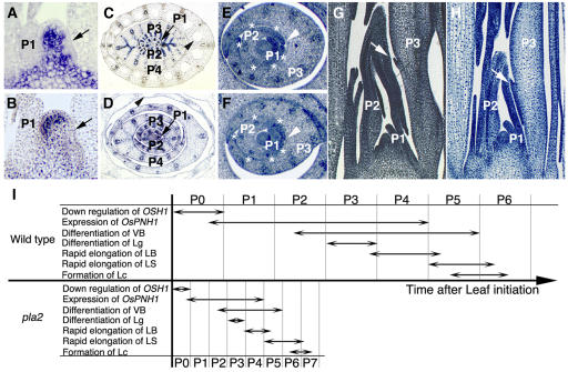 Figure2222.jpg