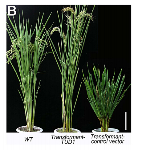 Figure6B.jpg