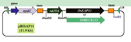 File:OsSAP11 Cloning1.jpg