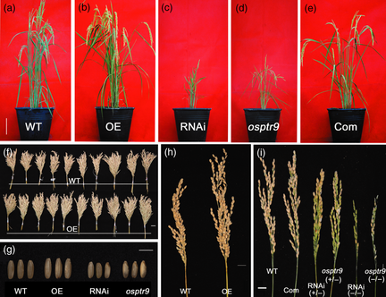 File:Shijc-Os06g0706400-Fig3.png