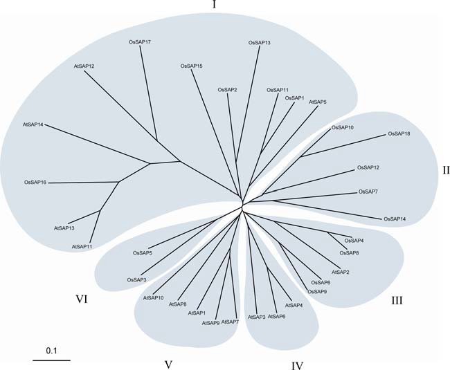 File:OsiSAP8 Phylogenetic1.jpg