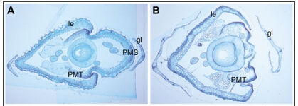 Spikelet morphologies of WT, dep, afo, and pho plants.jpg