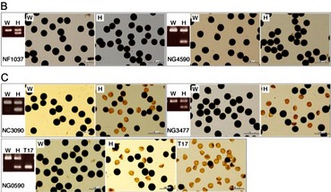 Genomic structure of the CAP1 locus and pollen phenotypes of allelic mutant lines (2).jpg