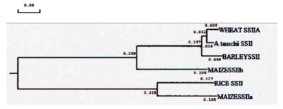 Phylogenetic trees of SSⅡ from 5 different plant species.jpg