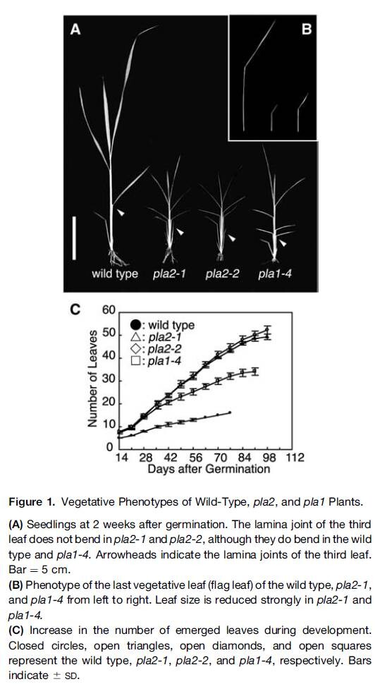 Figure1.0.jpg