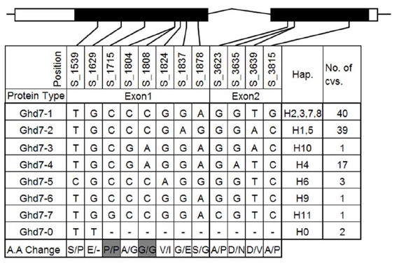 File:Figure 2. Protein diversity of Ghd7.jpg