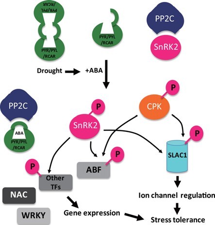 File:ABA signaling pathways.jpg