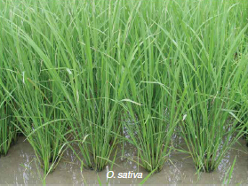File:Cultivated rice (O. sativa).jpg