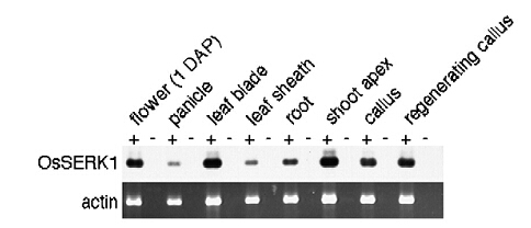 File:Expression of OsSERK1 and in various organs of rice.jpg