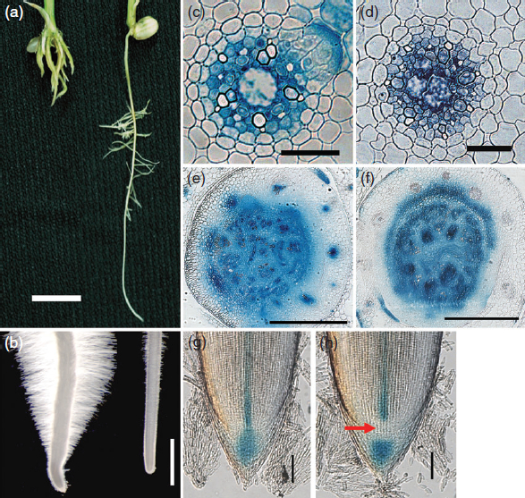 Figure 3. Alteration of auxin response in the Osiaa23 mutant.jpg