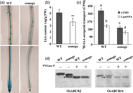 File:Shijc-Os01g0921200-Fig3.png