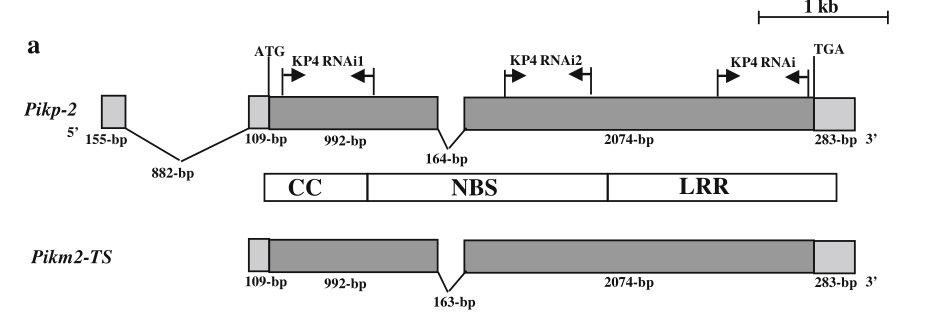 Pik-p-Fig.3.png