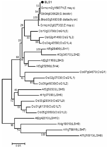 File:GCFig.11.jpg