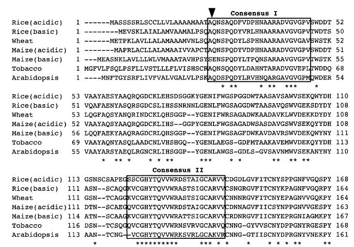 Homologous sequences.JPG