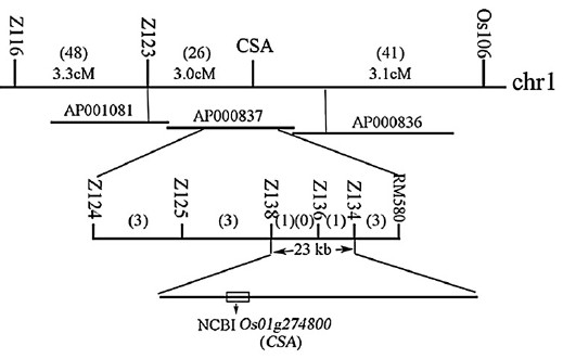 File:Os01g0274800.jpg