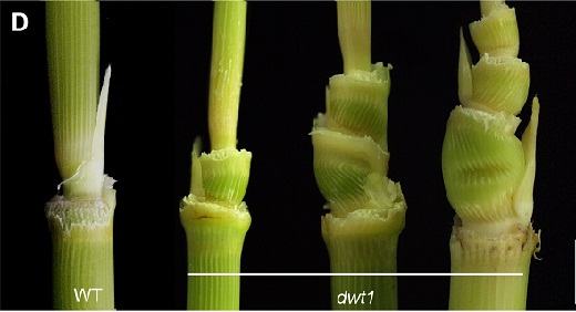 File:Dwt1-3.jpg