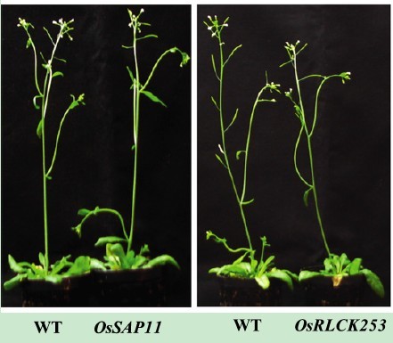 File:OsSAP11 transgenic1.jpg
