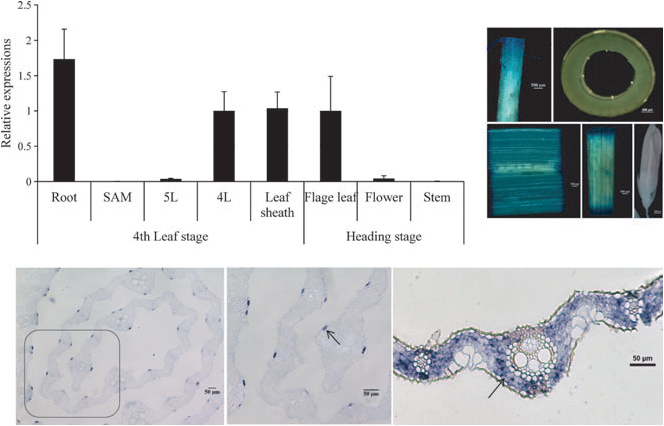 Analysis of the expression pattern for the RL14 gene.png