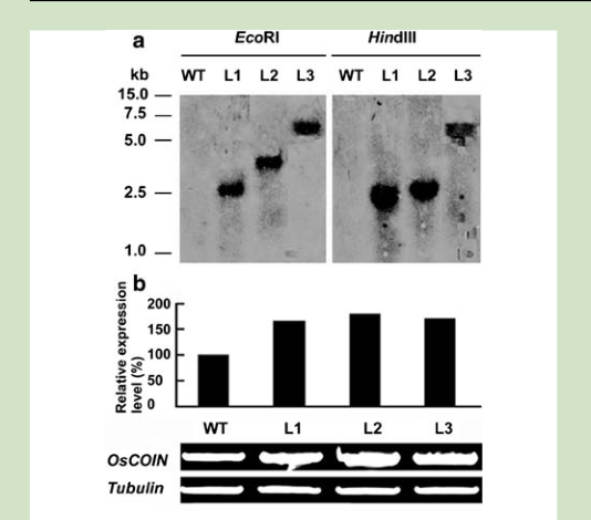 Fig.4zxy.png