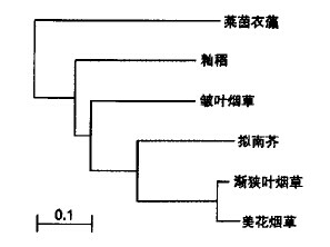 The phylogenetic tree of GS2 gene in different plants.jpg