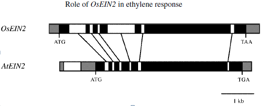 OsEIN2 and AtEIN2.png