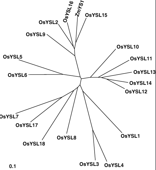 File:Fig.3 OsYSL2-3.png