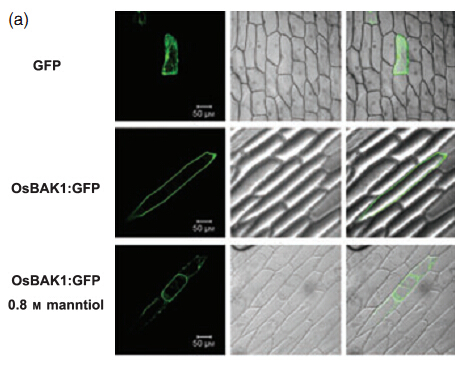File:The subcellular localization of OsBAK1 protein in onion epidermis cells.jpg