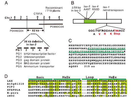 File:Positional cloning of the LAX gene..jpg
