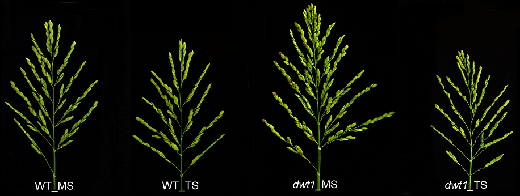 File:Dwt1-4.png