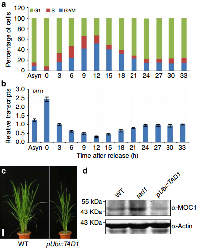 Expression of TAD1 during the cell-cycle progression and phenotypes of TAD1-overexpressing transgenic plants.png