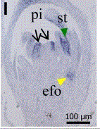 Fig6I.png